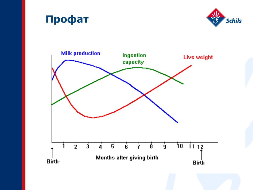 Профат – захищений жир для ВРХ