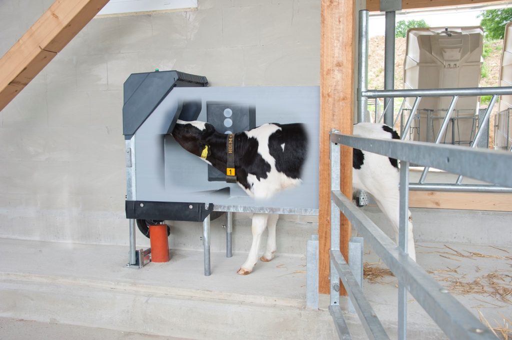 Automatic feeder for calves