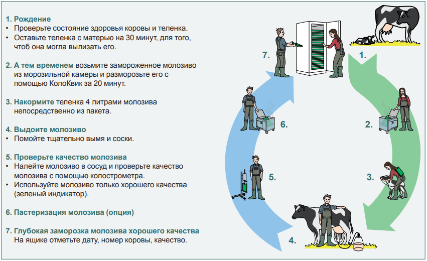 Колоквик оборудование для работы с молозивом