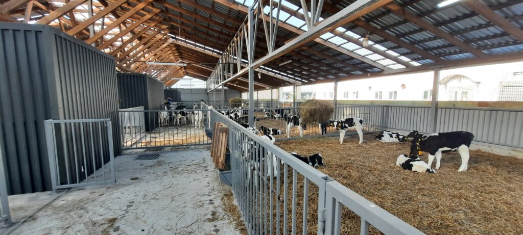 Встановлення автоматичної годівниці в ТзОВ Бучачагрохлібпром