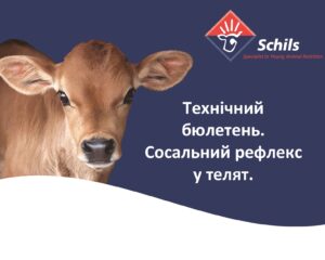 Технічний бюлетень. Сосальний рефлекс у телят.