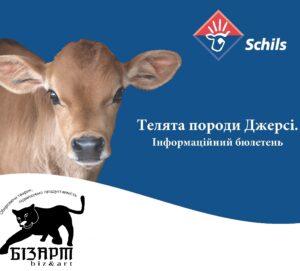 Телята породи Джерсі. Інформаційний бюлетень.№2