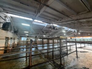 Система охолодження корів ТОВ “НВП “ГЛОБИНСЬКИЙ М’ЯСОМОЛОЧНИЙ КОМПЛЕКС”